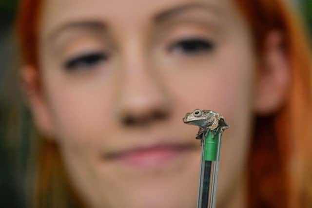 Chester Zoo keeper Philippa Carter-Jones with a one week old Borneo eared frog