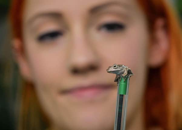 Chester Zoo keeper Philippa Carter-Jones with a one week old Borneo eared frog