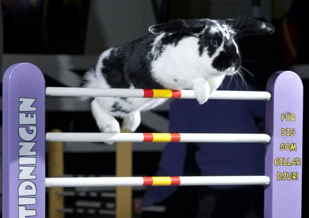 HIGH FLYERS: The jumping rabbits
