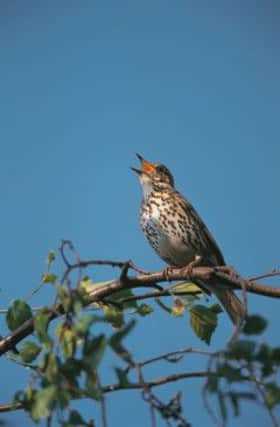 The sound of the song thrush is a reminder that spring is not too far away.  Pic: Chris Gomersall