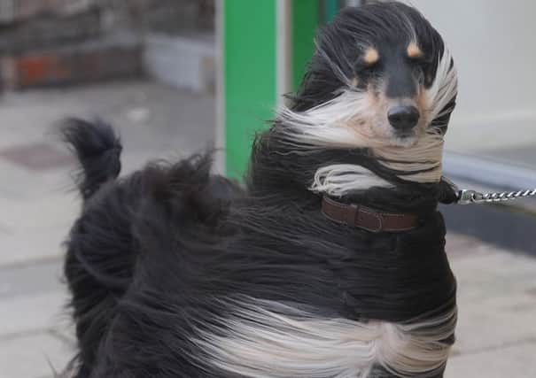 Troy the dog battling against the gale force winds in Blackpool. Picture: Ross Parry Agency