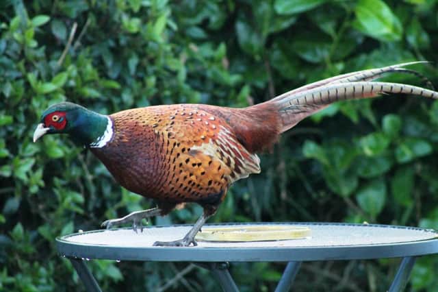 A pheasant drops in for lunch.