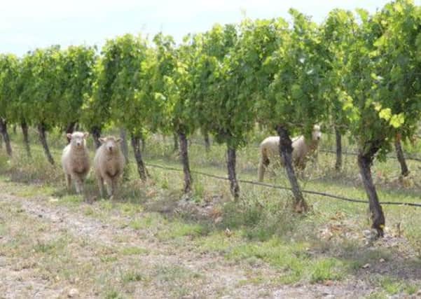 Pecorino grapes are named after the sheep that eat them when ripe