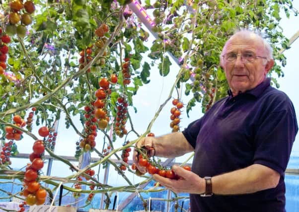 Gerry Andrew harvests Sunstream tomatoes at Stockbridge Technology Centre.