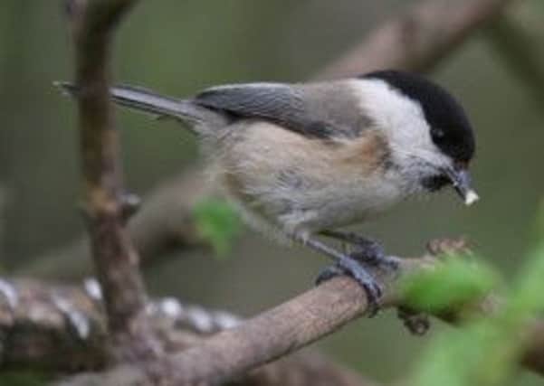 A willow tit.  Pic: Michael Flowers.
