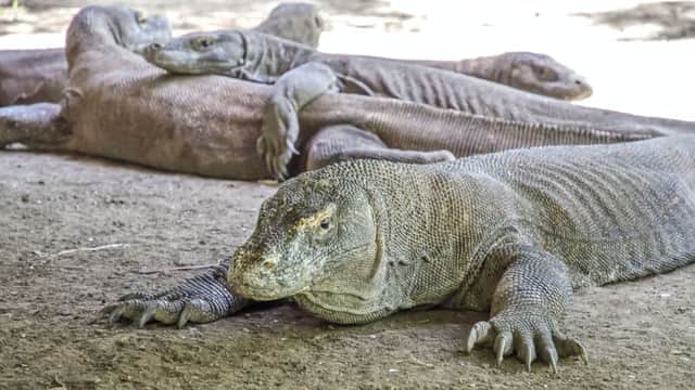 Komodo dragons bask in the sun as they wait for prey; top, a beautiful Bali sunset; above, white sands and clear water on an Indonesian beach; inset, a Barong dancer in Bali.