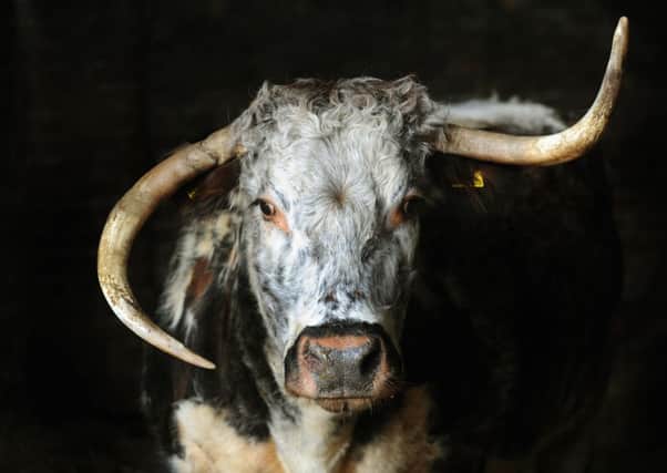 Tetford Misletoe, a 10-year-old Longhorn cow at Newton Farm, Huby.