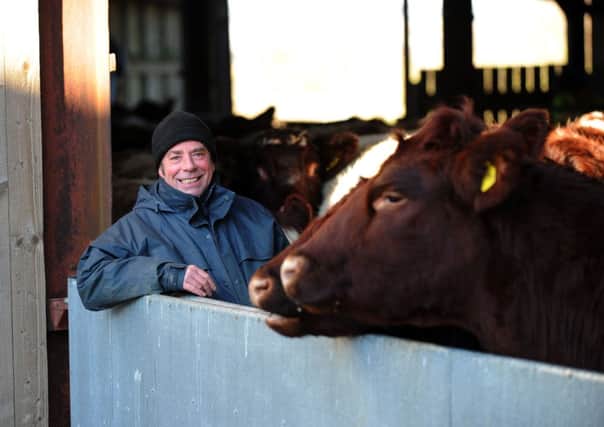 Ian Smart with the Beef Shorthorn cattle at Stirley Community Farm.