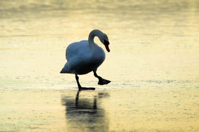 A swan walks on the ice at Fairburn Ings Nature Reserve, near Castleford. PIC: Simon Hulme.