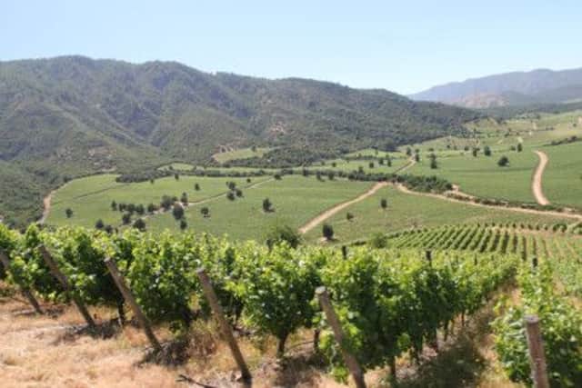 Planting on hillsides has given Chilean wines new depths of flavour