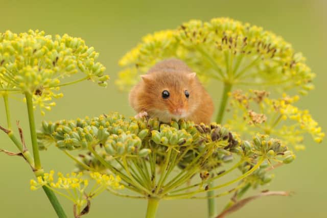 Durham Wildlife Trust picture of a harvest mouse.