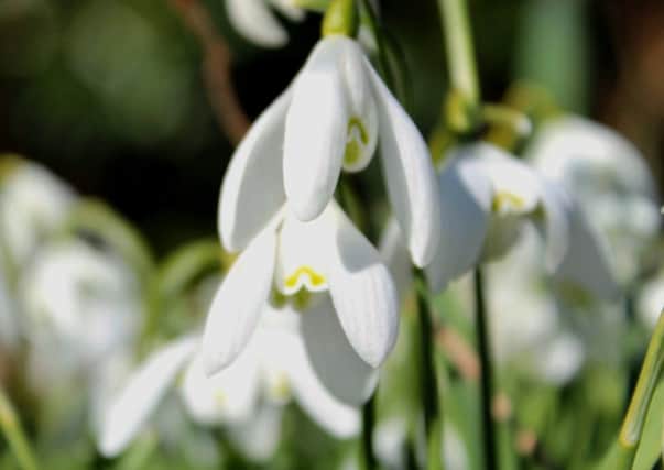Welcome visitor: Snowdrops (galanthus) may not be very colourful but they are a welcome sign of things to come.