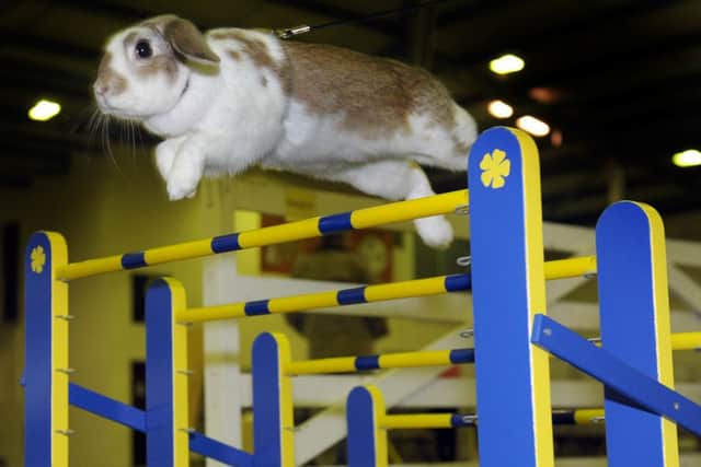 Tora, a Swedish  jumping rabbit taking part  at the Burgess Small Animal Show at the Great Yorkshire Showground in Harrogate