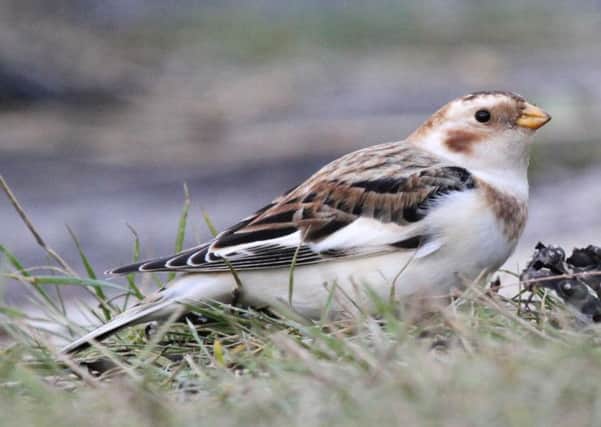 A snow bunting.  Pic: Michael Flowers.
