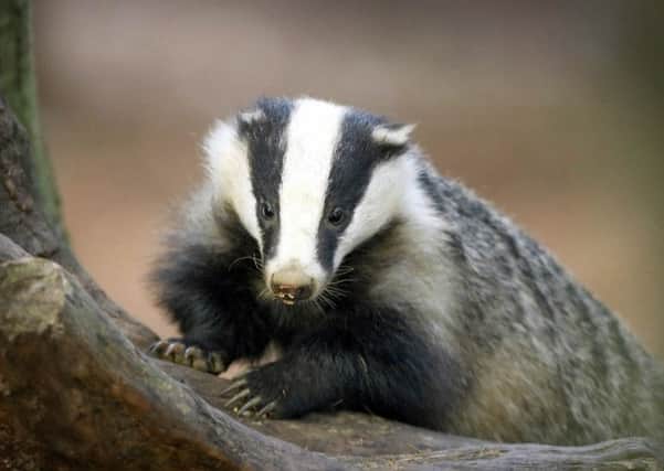 MPs want clarity from government on whether badger culls will continue post-2015.  Pic: Whitfield Benson.