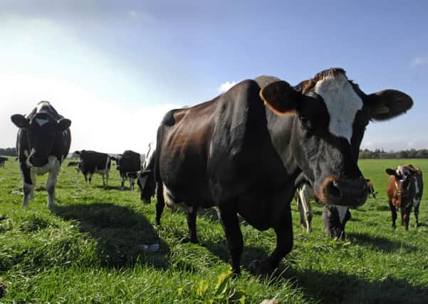 The stark long-term decline of the dairy industry is revealed by new DairyCo figures.