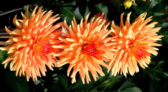 Dahlias love the sun  and can look stunning in herbaceous borders.