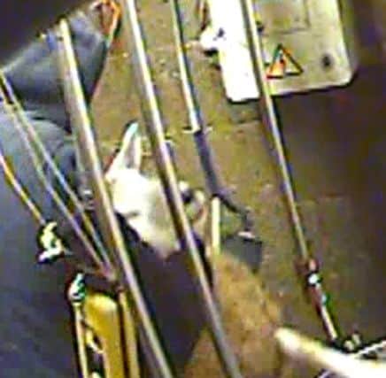 Animal Aid of a screen grab taken from spy-cam footage of a halal slaughterhouse, where sheep have their throats cut without being stunned, which has led to action by the Food Standards Agency