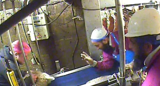 Animal Aid of a screen grab taken from spy-cam footage of a halal slaughterhouse, where sheep have their throats cut without being stunned, which has led to action by the Food Standards Agency