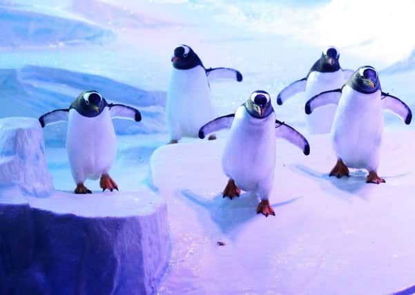 Gentoo penguins at the popular exhibit at The Deep in Hull.