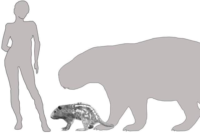 University of York illustration the giant rodent and of a comparison of a silhouette of Josephoartigasia monesi with a person and a drawing of a pacarana, its closest living relative