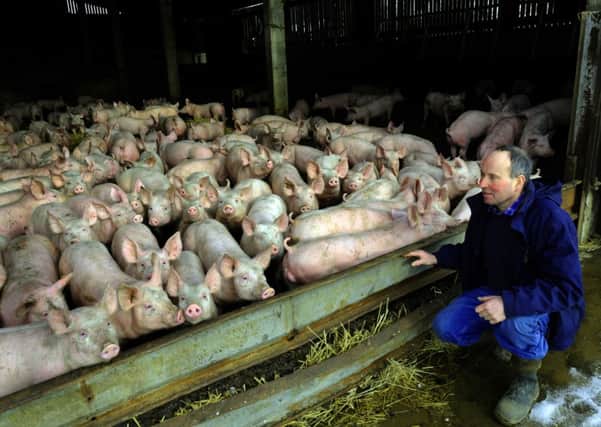 Andrew Dickinson with some of his pigs at Sawdon Heights Farm.