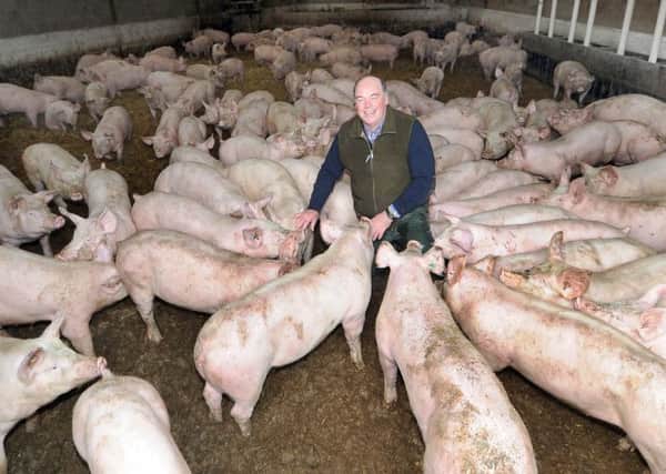 David Lister with some of his Landrace Cross large White Cross Hampshire Pigs.