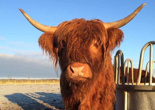 Flora the Highland cow now has a stationary feeder ring.