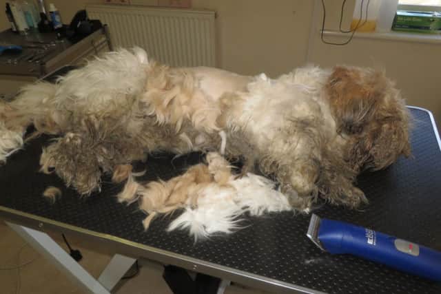 Bentley the Shih Tzu who shed 2kg of matted fur. Pictures: Ross Parry Agency