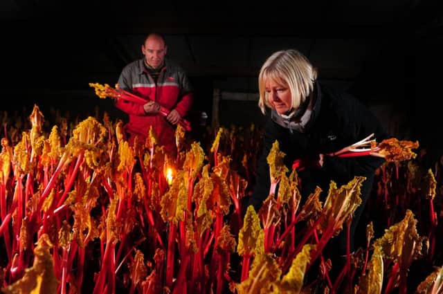 Rhubarb has been grown in Wakefield for 150 years.

Maxine Morton- Green pulls  rhubarb with her husband Simon Green  in the sheds at their farm at Carr Gate, Wakefield.

Picture: Tony Johnson