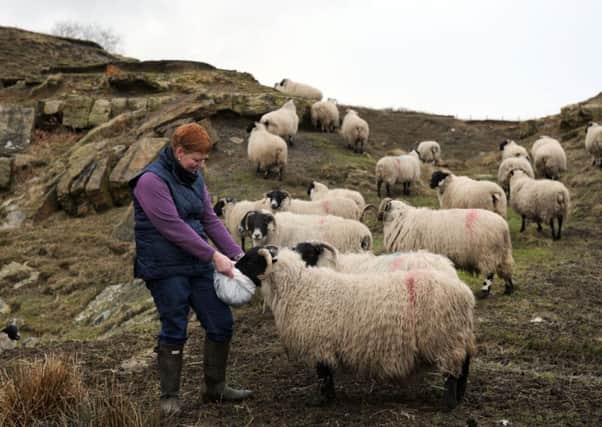 Judith Robinson with her Scotch Blackface sheep on the moors above Commondale.