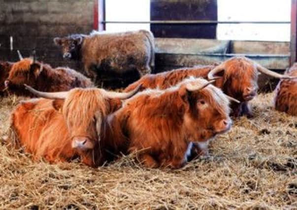 Some of the rare and native breed cattle farmed by Charles Ashbridge.
