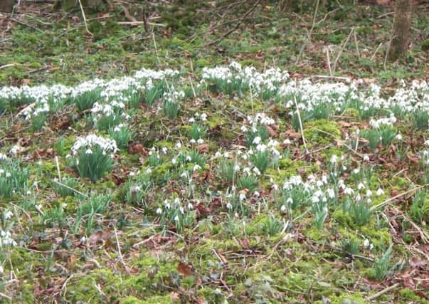 The melting snow has stimulated the snowdrops to appear everywhere.