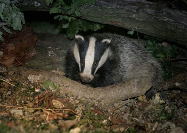 Labour has pledged to end the culling of badgers.