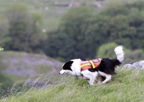 Search and rescue dogs in action at the Overground Underground Festival in Ingleton.