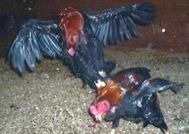 RSPCA picture of an illegal cockfight. Cockfighting has been banned for 180 years