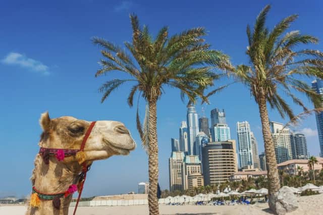 A camel in Dubai.