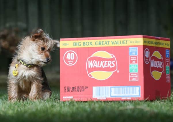 Valentine, a terrier cross who was abandoned Walkers crisp box. PIC: Ross Parry
