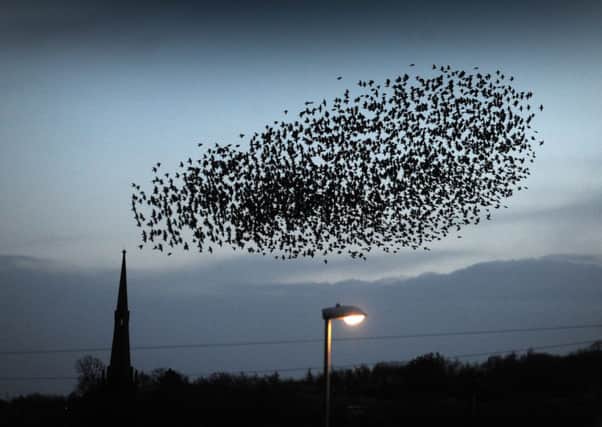 A murmuration of starlings gathers over Oulton Church, Leeds. Picture by Simon Hulme