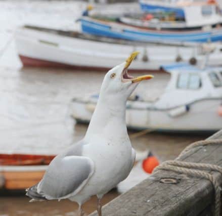 The seagull menace on the Scarborough seafront. Picture: Richard Ponter