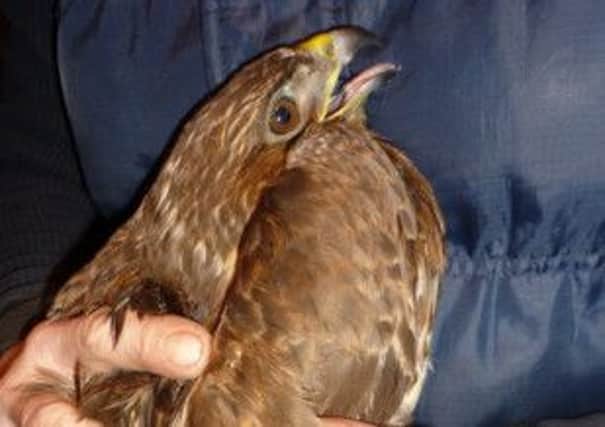 The injured buzzard found on the Sledmere Estate.