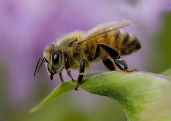 The honeybee has developed to make the fullest use of every part of its body, with many parts doing two jobs at once.