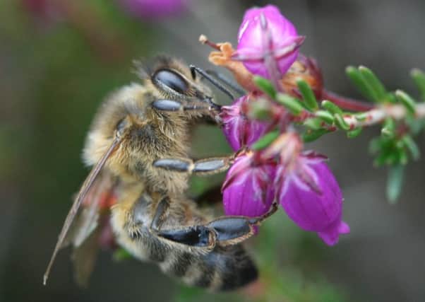 A honey bee investigates some heather.  Pic: Tammy Andrews/North York Moors National Park Authority