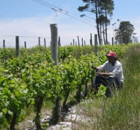 Cool climate grape growing at Iona, Elgin, South Africa produces lively Sauvignons