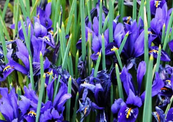 Iris reticulata is one of the highlights of early spring.