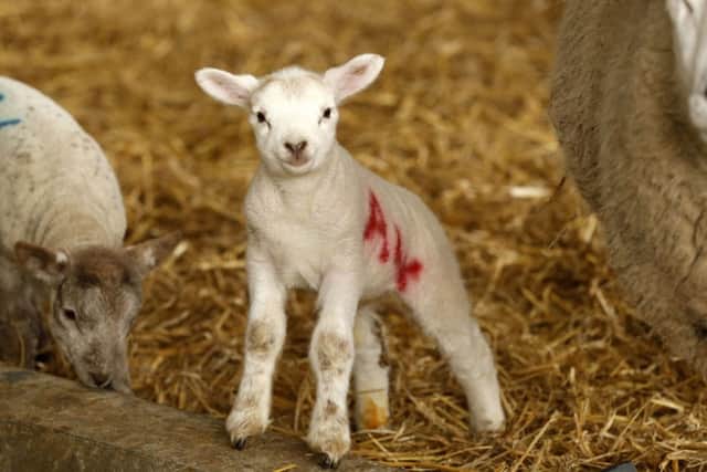 New-born lambs at Cannon Hall Farm, South Yorkshire