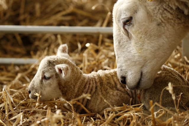 New-born lambs at Cannon Hall Farm, South Yorkshire