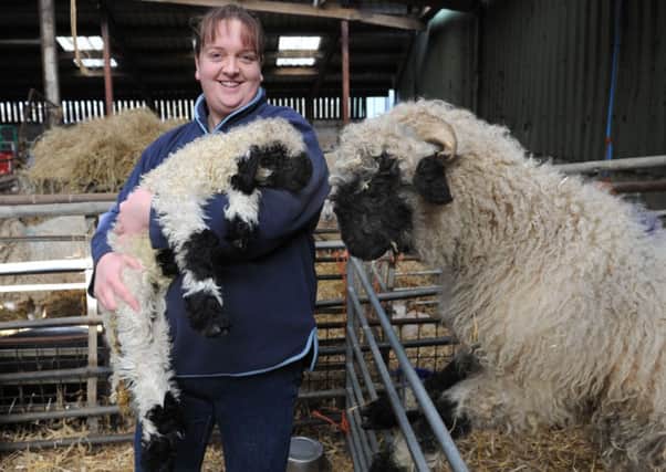 Becky Burniston has bred what she believes to be Yorkshires first homebred Valais Blacknose lamb.