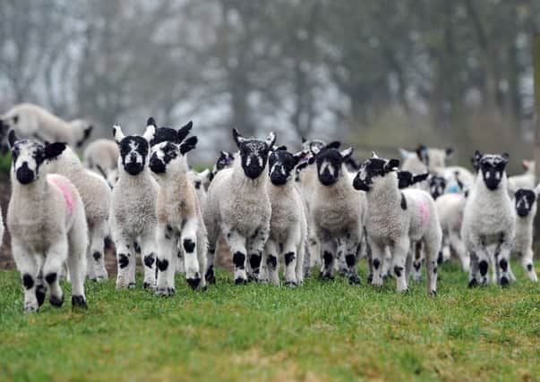 Staff photographer Gerard Binks captured this shot of Swaledale lambs in Thonton Le Dale near Pickering.