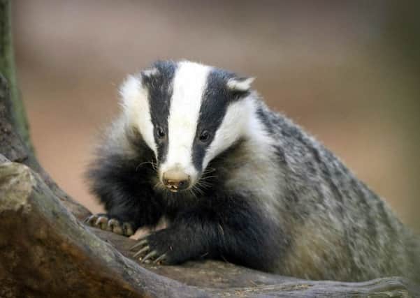 The British Veterinary Association has called for controlled shooting to be dropped as a method used in the badger culls trials in the South West.  Pic: Whitfield Benson.